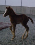 Poulain Welsh de type Cob (Section C)