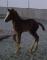 Poulain Welsh de type Cob (Section C)