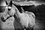 Photographe Animalier