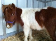 Cheval Miniature Pinto Étalon 1 an