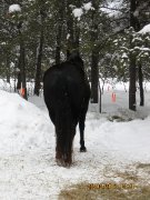 Jument Quarter Horse Noire Enr. AQHA