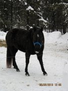 Jument Quarter Horse Noire Enr. AQHA