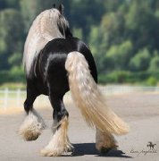 Shire, Trait Belge, Noriker, Gypsy Vanner, Irish...