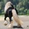 Shire, Trait Belge, Noriker, Gypsy Vanner, Irish...