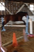 URGENT-- Jeune cheval exceptionnel, fait TOUT!