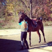 URGENT-- Jeune cheval exceptionnel, fait TOUT!