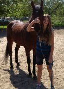 URGENT-- Jeune cheval exceptionnel, fait TOUT!