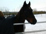 Appaloosa X Canadien 750 dollars.