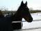 Appaloosa X Canadien 750 dollars.