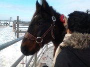 Appaloosa X Canadien 750 dollars.