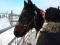 Appaloosa X Canadien 750 dollars.