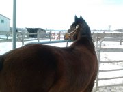 Appaloosa X Canadien 750 dollars.