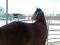 Appaloosa X Canadien 750 dollars.