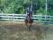 bandit QH enrg..15ans 