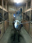 bandit QH enrg..15ans 