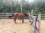 bandit QH enrg..15ans 