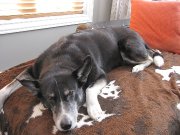 Médecine alternative pour vos animaux en Mauricie