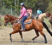 Entrainement de chevaux de barils ou poulains! 