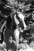 Gentil cheval cherche demi-pensionnaire