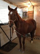 Jument Quater Horse 