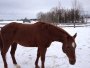 Jument Quater Horse 