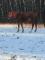 Cheval DRESSAGE et / ou CHASSEUR :)