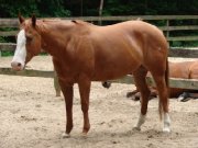 Jument de cutting (cutting horse)