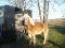Haflinger de 6 ans a vendre