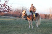 Haflinger de 6 ans a vendre