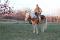 Haflinger de 6 ans a vendre