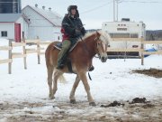 Haflinger de 6 ans a vendre