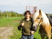 Haflinger de 6 ans a vendre