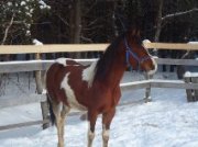 Cheval étalon Paint Horse (Tricolore).