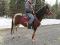 Cheval étalon Paint Horse (Tricolore).