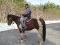 Cheval étalon Paint Horse (Tricolore).