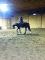 thoroughbred à vendre