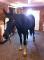 thoroughbred à vendre