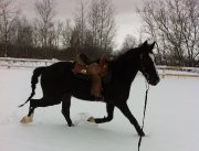 thoroughbred à vendre