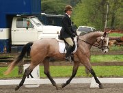 poulain en dressage avec moi