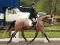 poulain en dressage avec moi