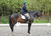 élève en dressage
