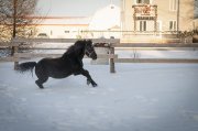 Poney étalon noir