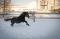 Poney étalon noir