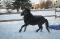 Poney étalon noir