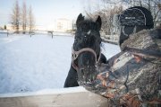 Poney étalon noir