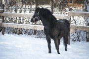 Poney étalon noir