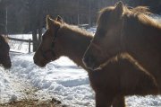 pouliche qh 