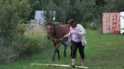 Jument QH a Vendre