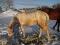 Beau poulain PaintOveroPalomino *POUR VENTE...