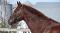 Beau Thoroughbred de 9 ans, 16 mains 1!  
